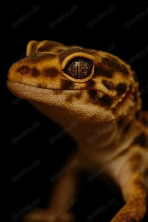 leopardgecko mit terrarium 