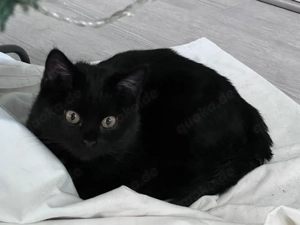 Britschkurz haar Schwarz Männlich