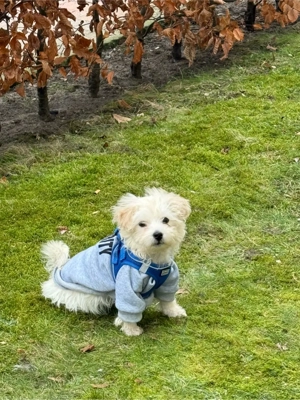 Liebevoller Mini-Malteser (6 Monate) sucht ein neues Zuhause