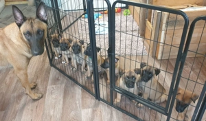 MALINOIS belgischer Schäferhund Welpen
