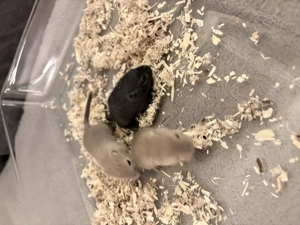 Rennmäuse gesund und fit