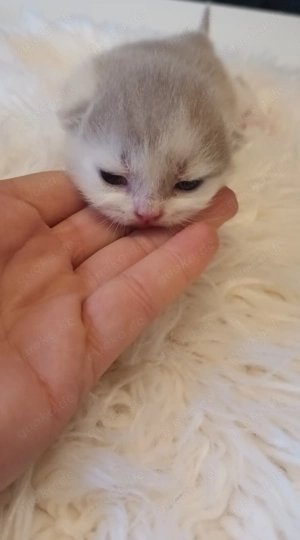 Süße Bkh Kitten zum reservieren frei.