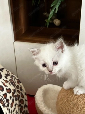 Ragdoll-birma kitten