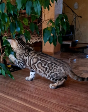 Niedliche TICA-Bengalkatzen. Kontaktieren Sie uns per WhatsApp: 015777944807.   Bild 3