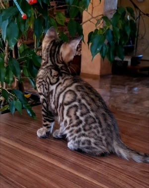 Niedliche TICA-Bengalkatzen. Kontaktieren Sie uns per WhatsApp: 015777944807.   Bild 4