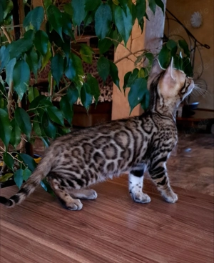 Niedliche TICA-Bengalkatzen. Kontaktieren Sie uns per WhatsApp: 015777944807.   Bild 2