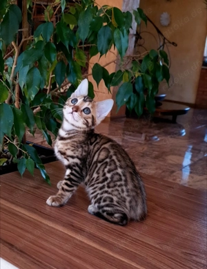 Niedliche TICA-Bengalkatzen. Kontaktieren Sie uns per WhatsApp: 015777944807.  
