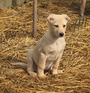 Molly, schüchterner Welpe sucht neues Zuhause