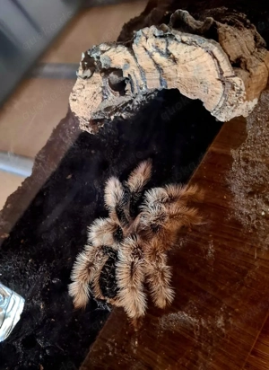 Vogelspinne Tliltocatl albopilosus Nicaragua 0.1