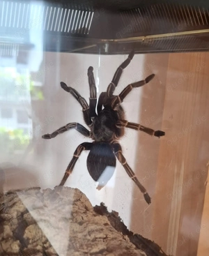 Vogelspinne Aphonopelma seemanni 0.1