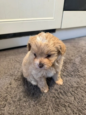 Pomeranian-Zwergpudel Mix