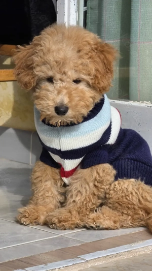  Süßer Zwergpudel-Rüde in fawn Farbe sucht ein liebevolles Zuhause für immer