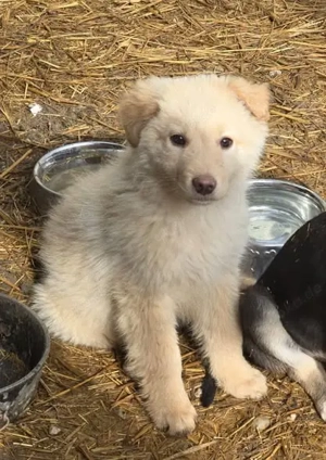 Teddy, anhänglicher Welpe sucht neues Zuhause