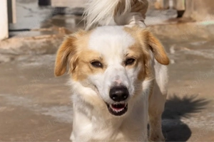 Wendy   menschenbezogene Hündin mit großem Herzen