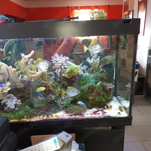 Meerwasser Fische und diverse Korallen