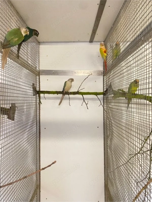 Grünwangenrotschwanzsittich Bild 2