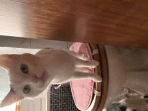 Mautzi & Simba suchen dringend ein liebevolles Zuhause 