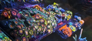 Zoanthus Mix Steine Korallen Meerwasser