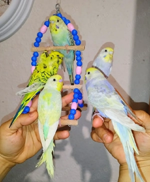 5 mega Zahme Wellensittiche handzahm Vögel zutraulich Haustier 