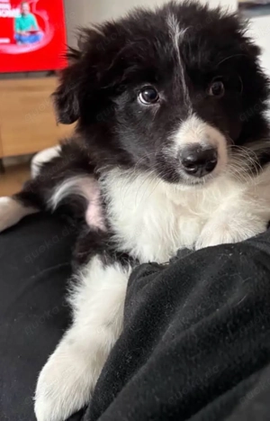 Border Collie Welpe