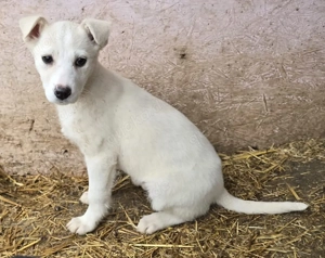 Naima, sanfter Welpe sucht neues Zuhause