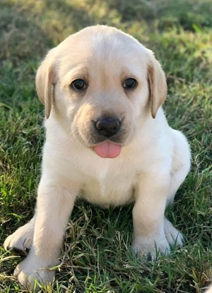 Wunderschöne Welpen zu verkaufen 