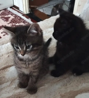 Bkh mix babys 12 Wochen alt 3 Prinzessin und 2 Prinze