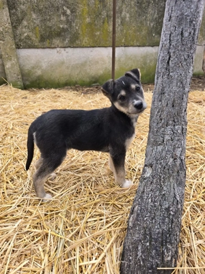 Nova, liebervoller Welpe sucht neues Zuhause