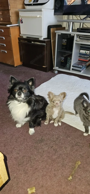 Chihuahua Rüde zum decken  Bild 3