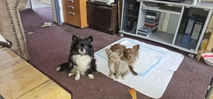 Chihuahua Rüde zum decken  Bild 2