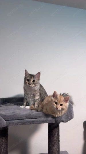 Zwei junge Katzen Max & Mia suchen gemeinsam ein liebevolles Zuhause!