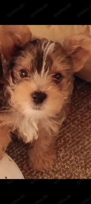 Zuckersüße Yorkshire Chihuahua Mix 
