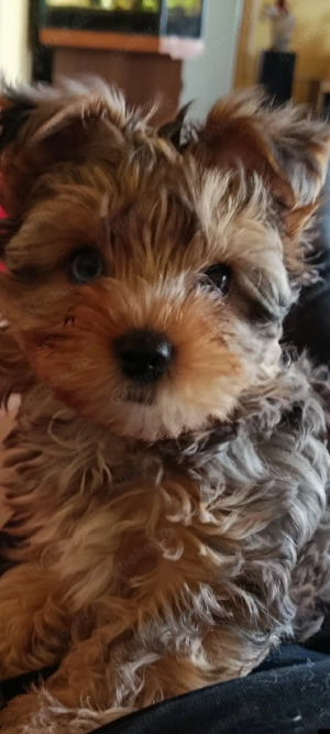 Zuckersüße Yorkshire Chihuahua Mix 