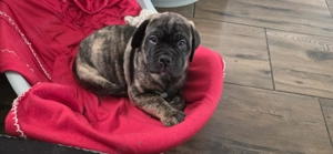 Bullmastiff - Bordeauxdogge 