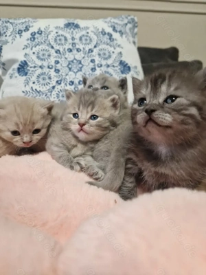 Bkh kitten babys flauschig dürfen reserviert werden 