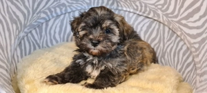 Wunderschöner Havaneser Welpe Rüde sucht Familienanschluss