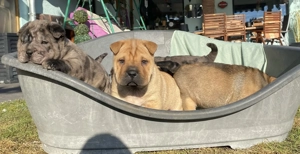 Shar-Pei- Shar Pei- Welpen suchen ein neues Zuhause