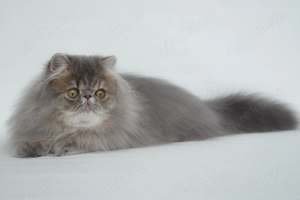 junge Perserdame sucht liebevolle Familie Bild 2