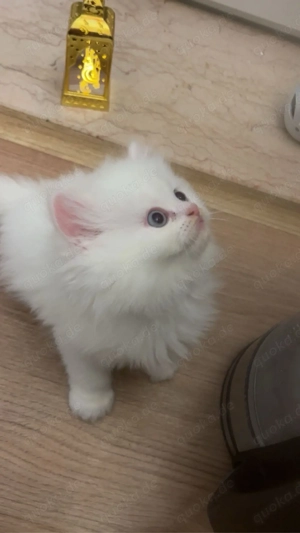 baby katzen suchen neue zuhase 