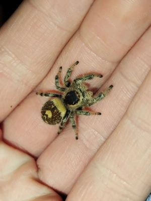  verschiedene Springspinnen