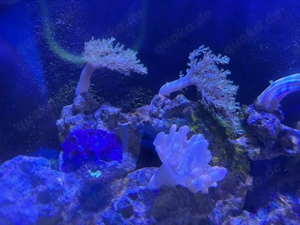 Weichkorallen zu verschenken 