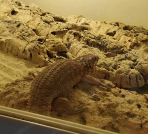 Biete einen adulten Stachelskink