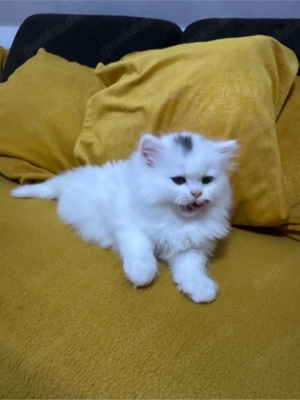 kitten suchen zuhause  