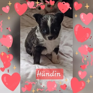 Langhaar chihuahua Welpen 