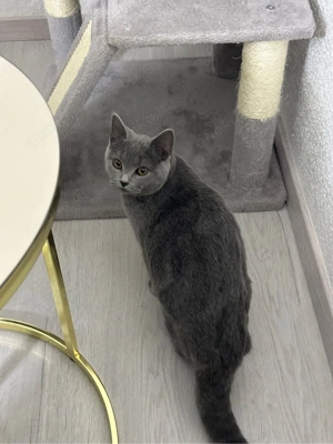 Ich möchte ein neues Zuhause für meine Katze finden.