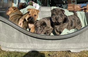 Shar-Pei- Shar Pei- Welpen suchen ein neues Zuhause