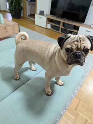 Mops Rüde 15 Monate alt kastriert