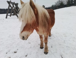 11 jähriger Haflinger Hengst 