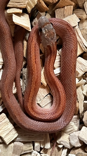 Kornnatter Striped Nachzucht 