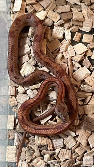 Kornnatter MotleyXStriped 